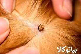 ریشه کنی کنه از حیوانات